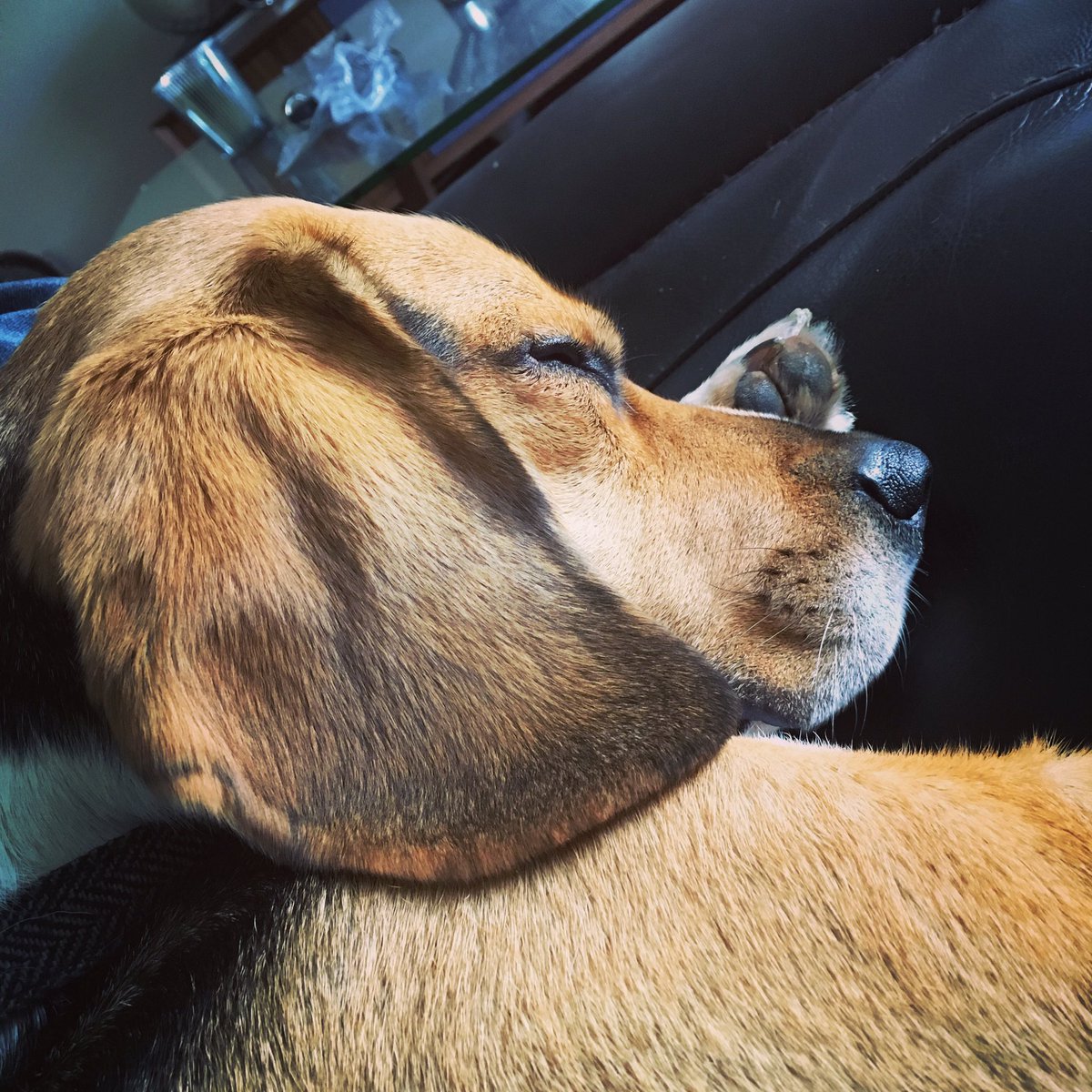 windfoldfarm's tweet photo. Meet The Team - It’s Duke our 5 year old male beagle who’s originally a toonser but is loving the transition to life out in the country with his brothers.

He’s a loving &amp; caring dog that’s always smothering you with all the love in the world &amp; comes handy as a hot water bottle. https://t.co/O4qe2a7QLS
