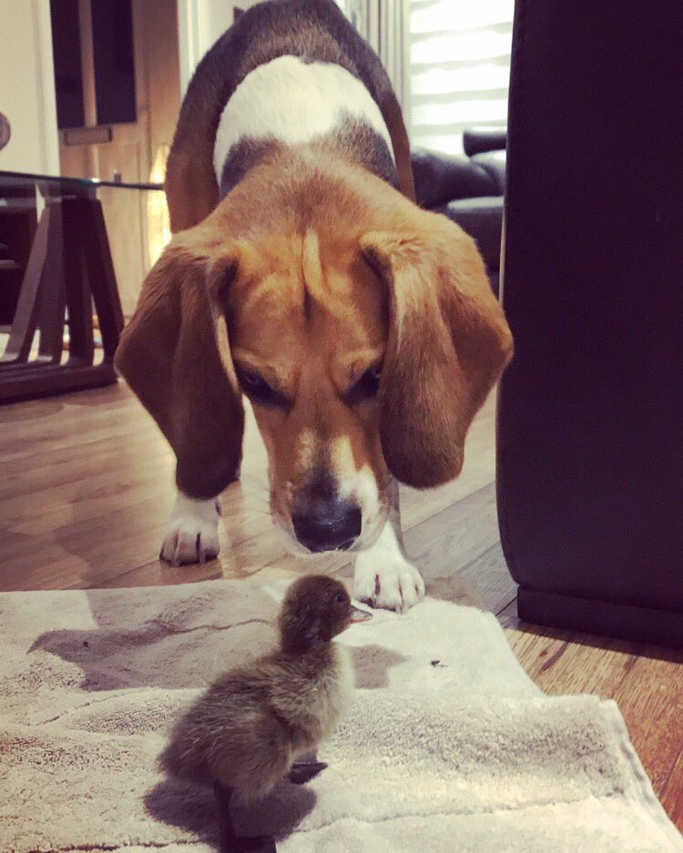 windfoldfarm's tweet photo. Meet The Team - It’s Duke our 5 year old male beagle who’s originally a toonser but is loving the transition to life out in the country with his brothers.

He’s a loving &amp; caring dog that’s always smothering you with all the love in the world &amp; comes handy as a hot water bottle. https://t.co/O4qe2a7QLS