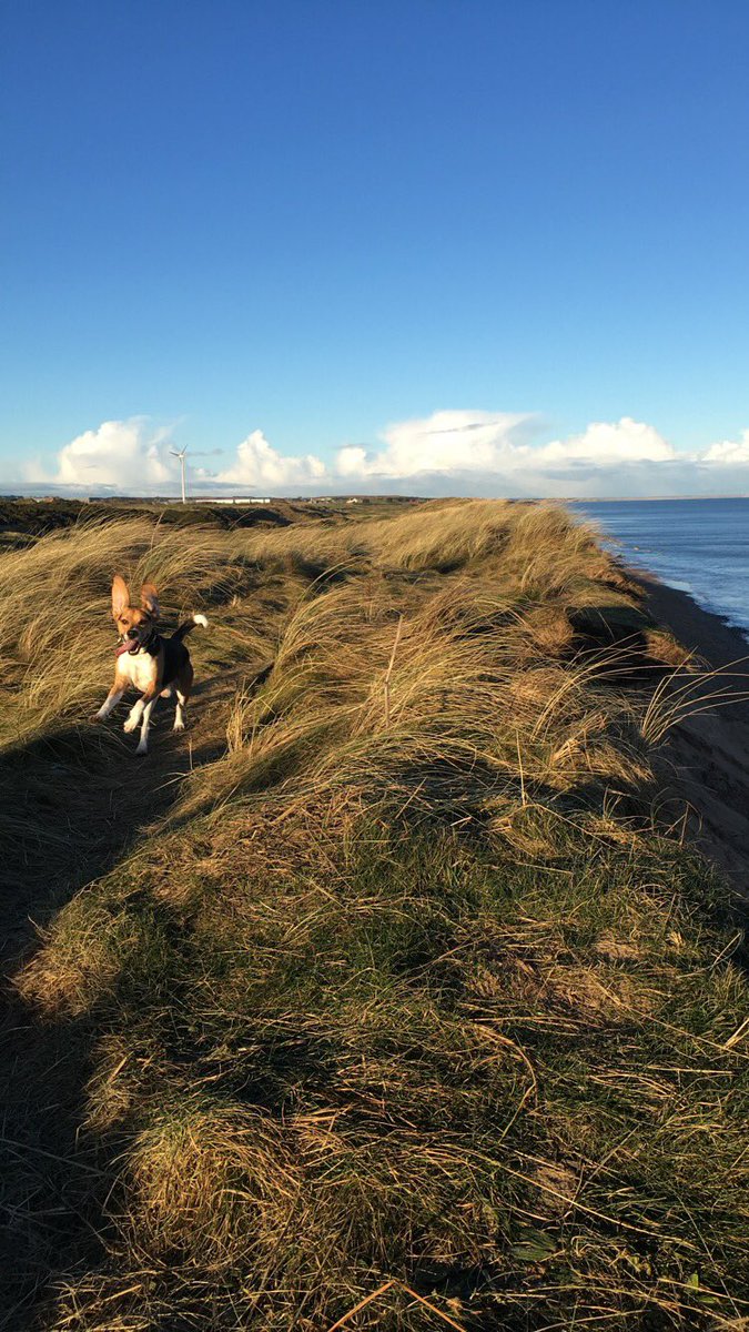 windfoldfarm's tweet photo. Meet The Team - It’s Duke our 5 year old male beagle who’s originally a toonser but is loving the transition to life out in the country with his brothers.

He’s a loving &amp; caring dog that’s always smothering you with all the love in the world &amp; comes handy as a hot water bottle. https://t.co/O4qe2a7QLS