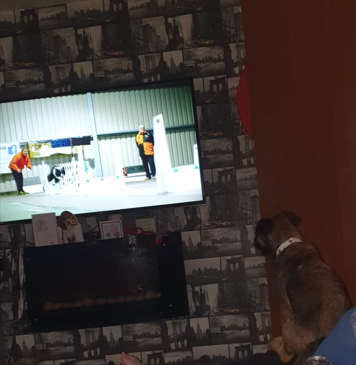 chellephillips's tweet photo. Frodo enjoying the flyball while watching #Crufts #cruftsscreen https://t.co/h3Mf4uE8wh