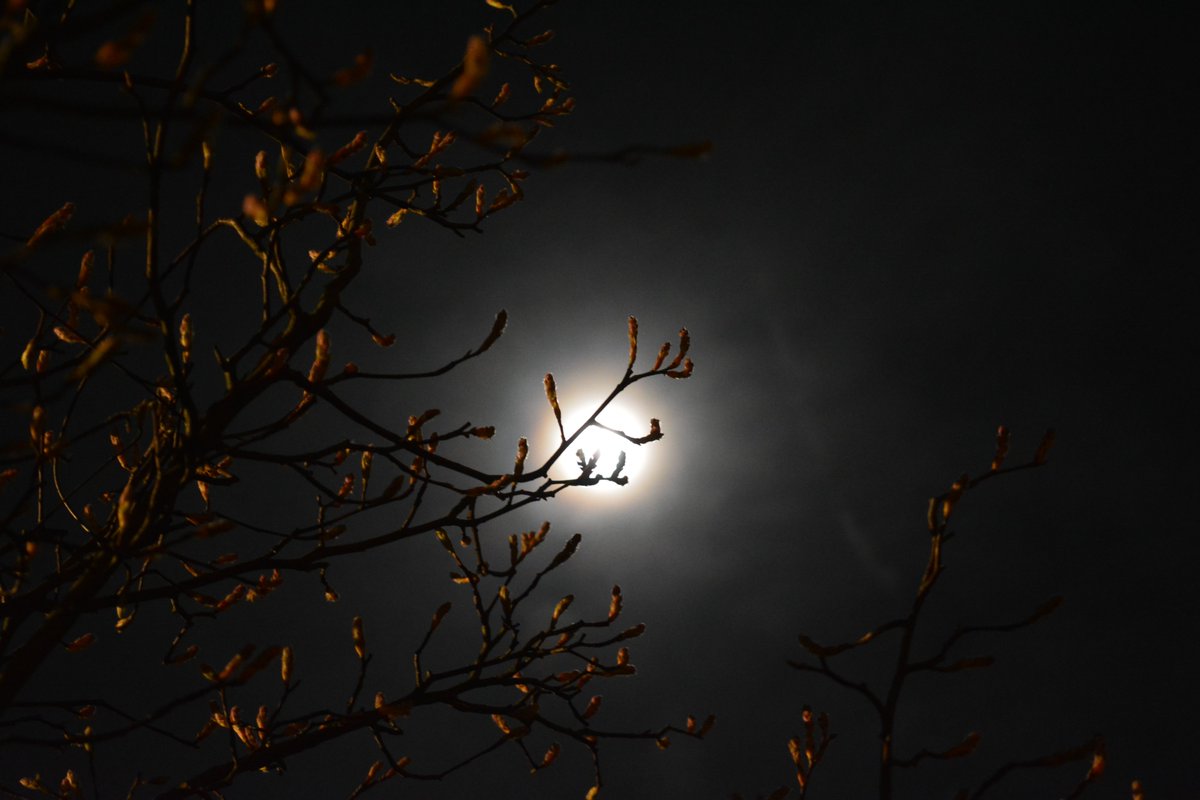 eau0's tweet photo. Lunar #corona #photosynthesis #night #garden #photography #enlightened #growth #horticultural #image #lunar #lumiere #magique #celebrate #international #women #InternationalWomenDay https://t.co/8C0u3juwNP
