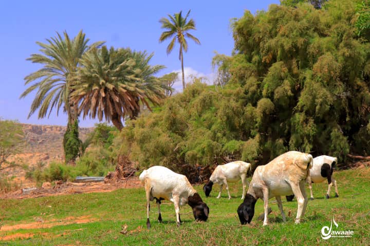 Dalmar_DiriE's tweet photo. Halkani waa #Degmada #eyl #Puntland #Somalia Tas O Caan Ku ah Beraha Iyo xoolaha Nool waa Degmo U Qaybsanta Lapo Qaybood Lana Kala dhho Baday iyo daawad Waxan Ku qaatay Qayp Noloshayda Xiliyo an Tagay #Baahinta #Bilicda #Dalka @Ahmett_Dahir @ArahmaanAhmed @HFaatix @Husseinsabrie https://t.co/TkNHHnJJLT