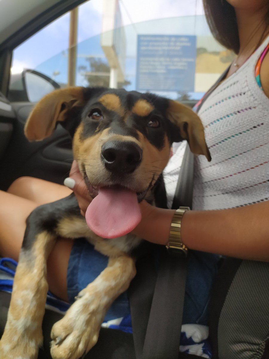 DanielaSofiaR's tweet photo. Cachorro erdido en isla negra litoral central, lo recogimos porque estaba desorientado y con peligro de que lo atropellaran, no podemos quedarnos con el  #perdido #islanegra #algarrobo #lascruces #perrito #perro @LitoralCentral https://t.co/hwcP8SvaY1