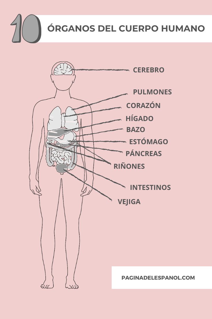 10 órganos del cuerpo humano, ¿qué otros conoces?