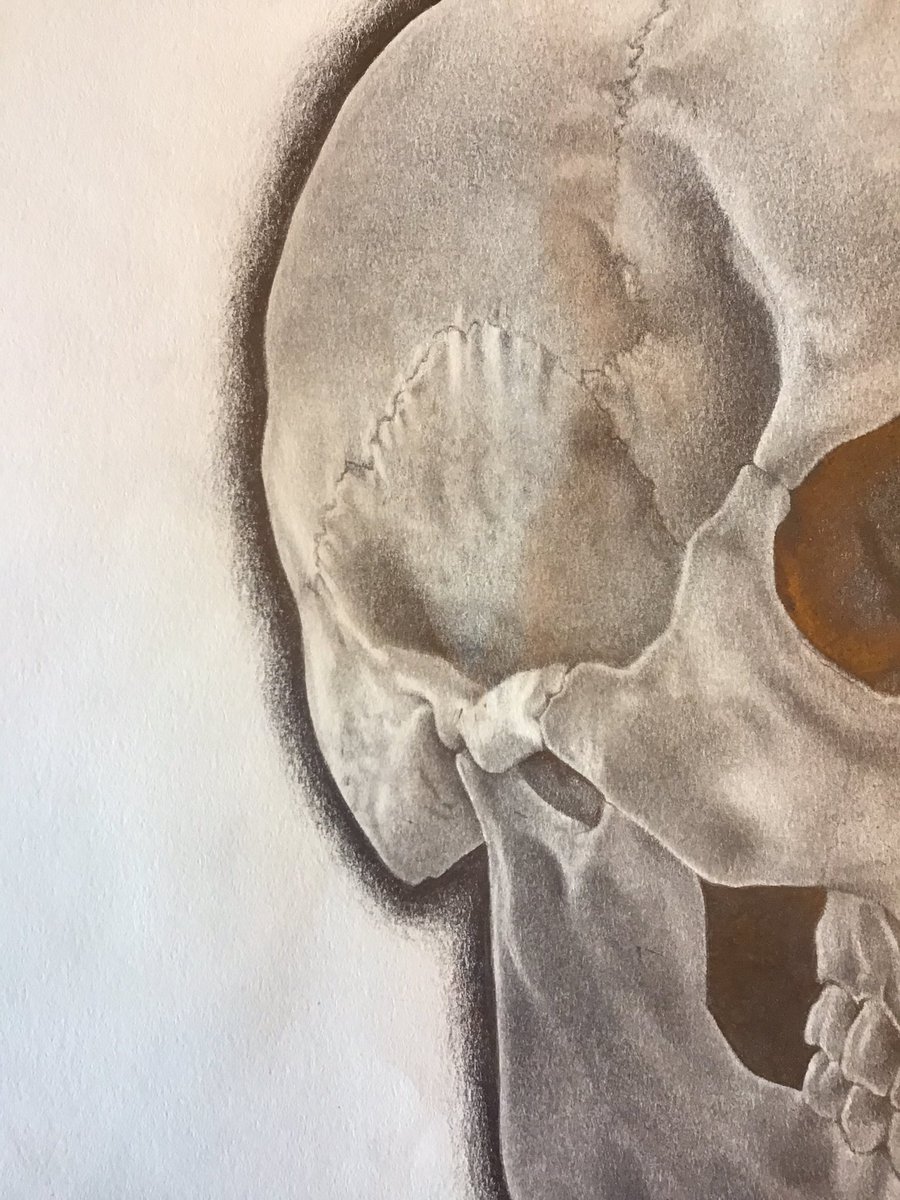 gandomer's tweet image. after a few weeks of working on this thing I’m finally done. whole skull was done with BIC mechanical pencil on Strathmore paper