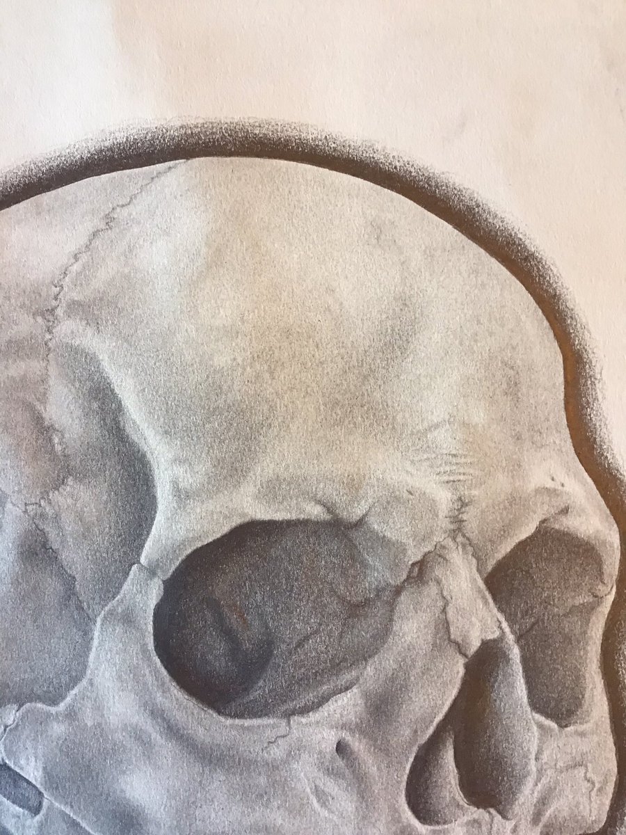 gandomer's tweet image. after a few weeks of working on this thing I’m finally done. whole skull was done with BIC mechanical pencil on Strathmore paper