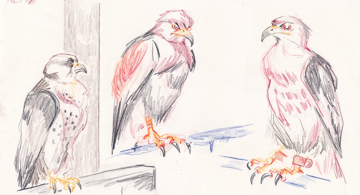 alex moore (@notanotheralex) on Twitter photo had a fantastic afternoon drawing some incredible birds at <a href="/WildDrawing/">Wild Life Drawing</a>'s dominant females workshop- absolutly buzzing to go back and draw some wolves next week! had a fantastic afternoon drawing some incredible birds at <a href="/WildDrawing/">Wild Life Drawing</a>'s dominant females workshop- absolutly buzzing to go back and draw some wolves next week!