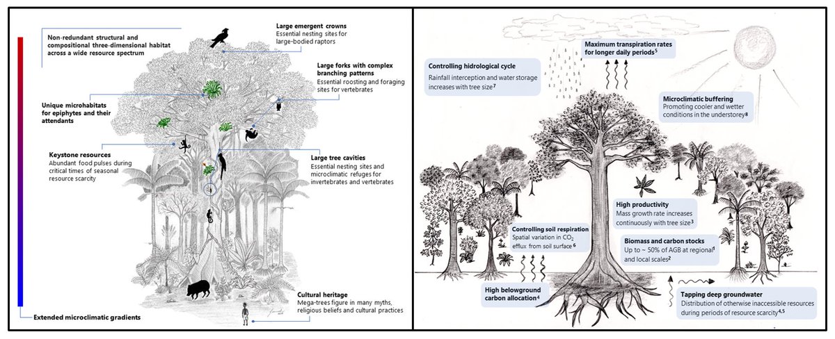 CarlosPeres_'s tweet photo. Everything you need to know about LARGE TROPICAL TREES but forgot to ask - from ecological roles to threats. A major tour de force global review as part of our @NewtonFund collaboration w/ #UFPE, Brazil https://t.co/dyDxAVuyJy @ueaenv @ueaceec @ConBiology @ForestPlots https://t.co/bgiagVxSRG