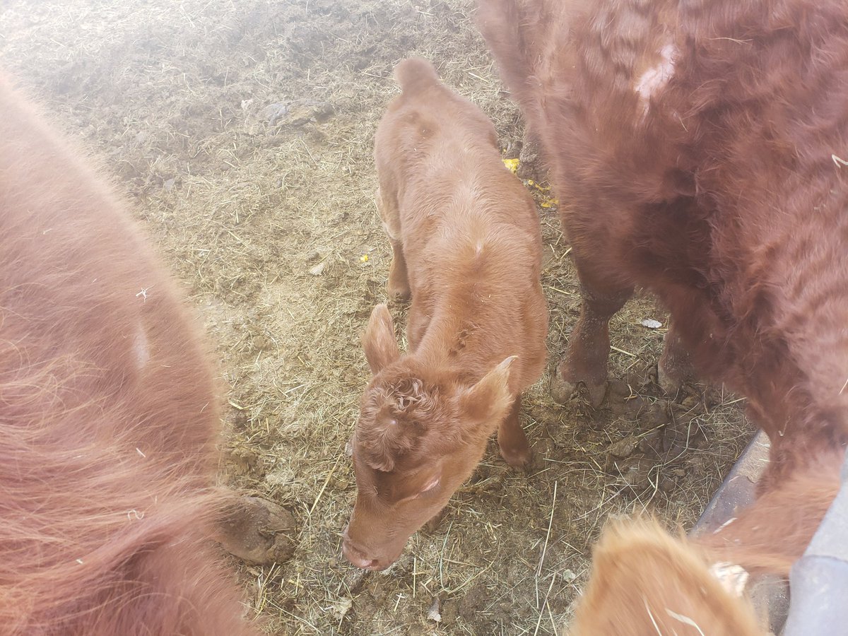 CCC_Milkshake's tweet photo. Remember when predicting babies isn't a science? Well happy SURPRISE Sunday! Red was preg checked this fall to have a baby later this month, well apparently she stuck with the AI. Both mom and baby are happy and healthy and @faither101_ did a great job with first defense bolus. https://t.co/zuINmDr20Y