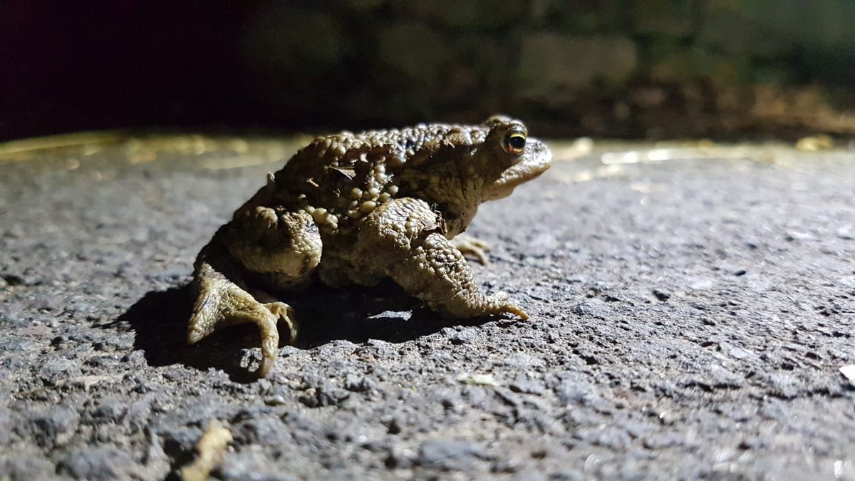Toad Rescue tweet media