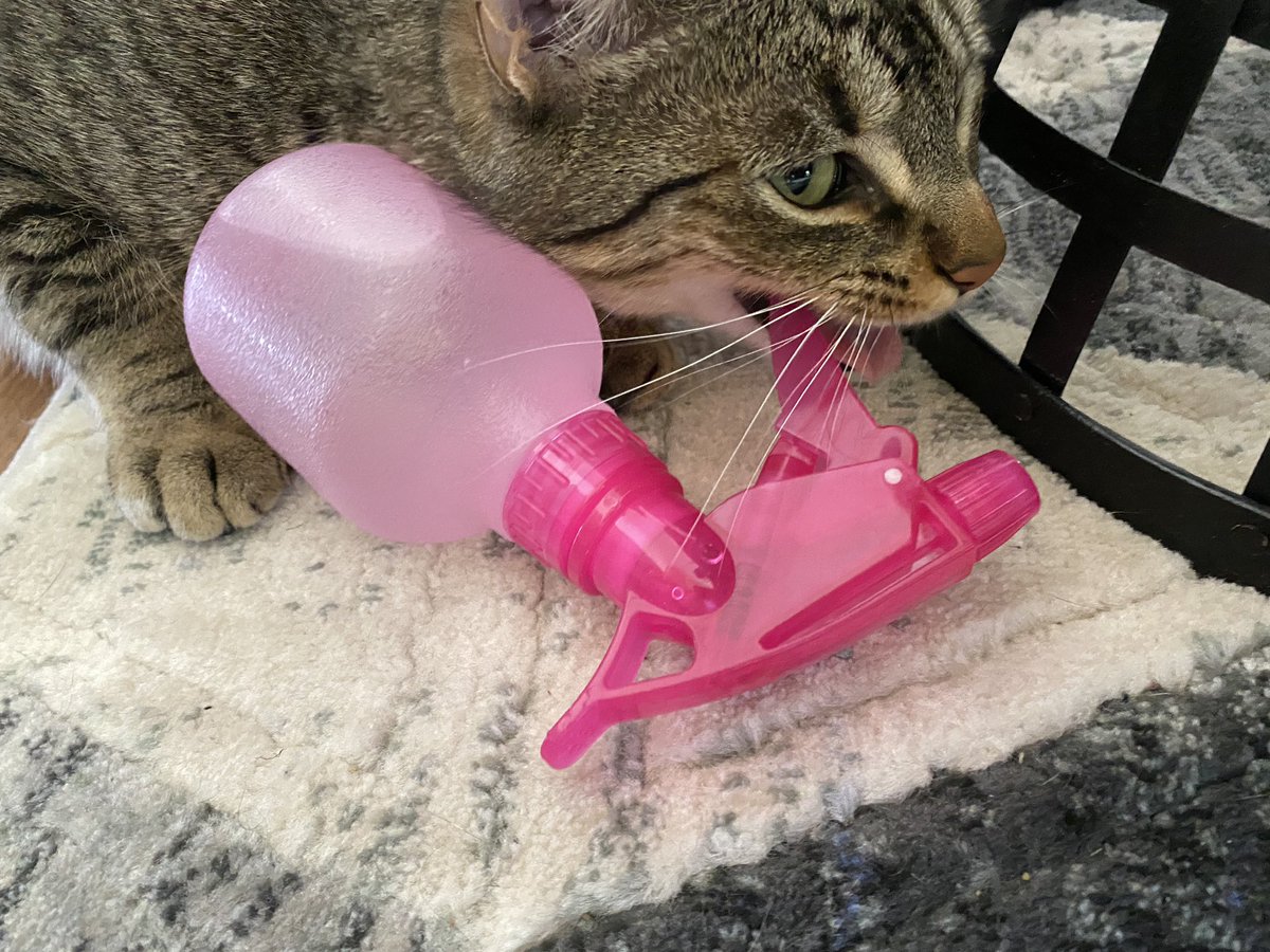 Cat update: I use a spray bottle for displine, for example, to keep him from walking onto a flaming stovetop or eating poisonous plants or some other suicide mission. He clearly respects this