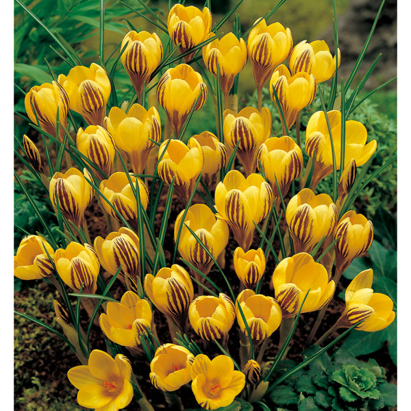 春サフラン Twitter Search Twitter