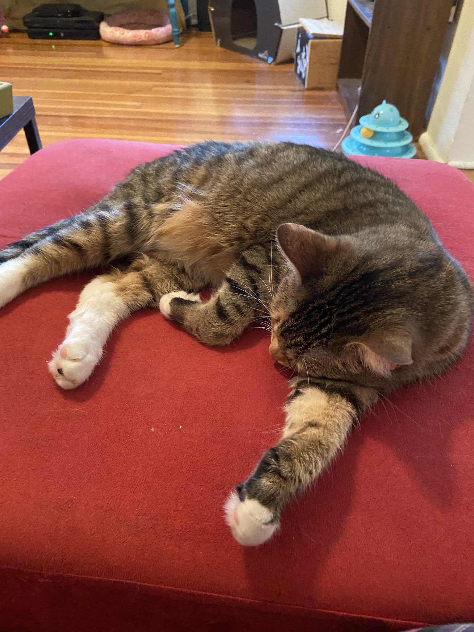 My cat, Nick Zano, says happy birthday to her godfather, 