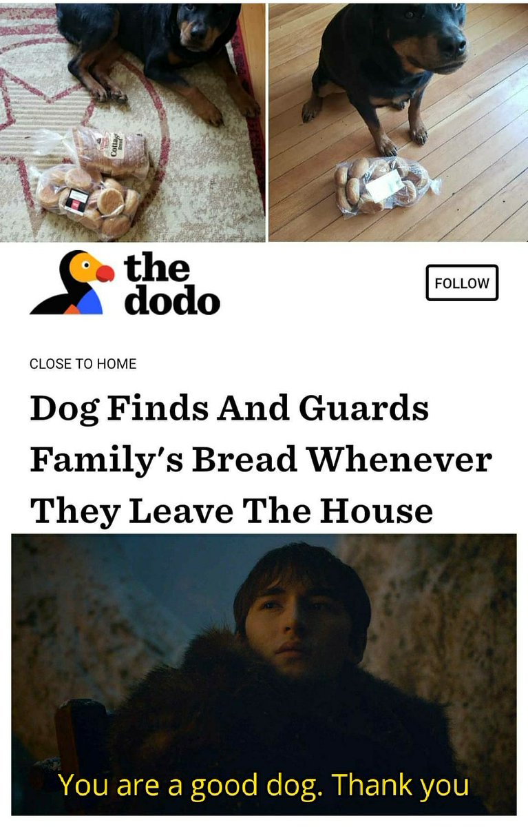 Memes Ar Twitter You Re A Good Dog Thank You