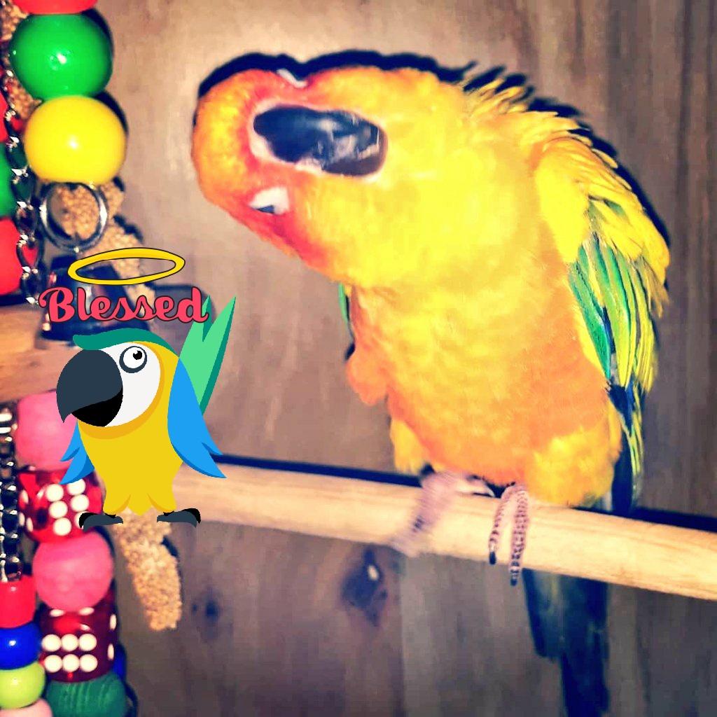 gracefulwings78's tweet photo. Being a silly baby bird. Phoenix has really warmed up to us and he loves his new family 🥰💝 https://t.co/sPKIFrnZQj