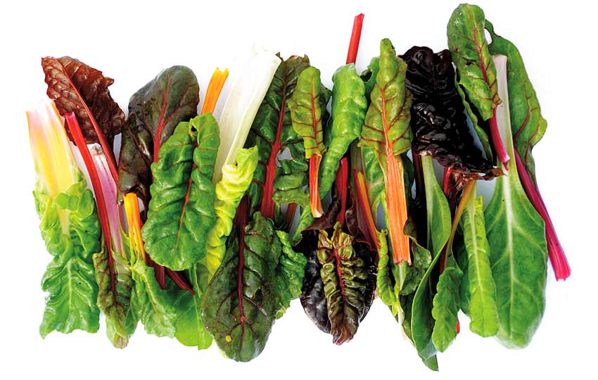 Wie is er nu geen fan van deze prachtige snijbiet? Deze kleurrijke groente in wit, geel, groen of dieprood is een van de opvallendste planten die je in je moestuin kunt kweken. Ga jij 'm dit jaar ook zaaien? 🌈
stadstuinieren.nl/moestuintips/s…
Foto: Peter Bauwens