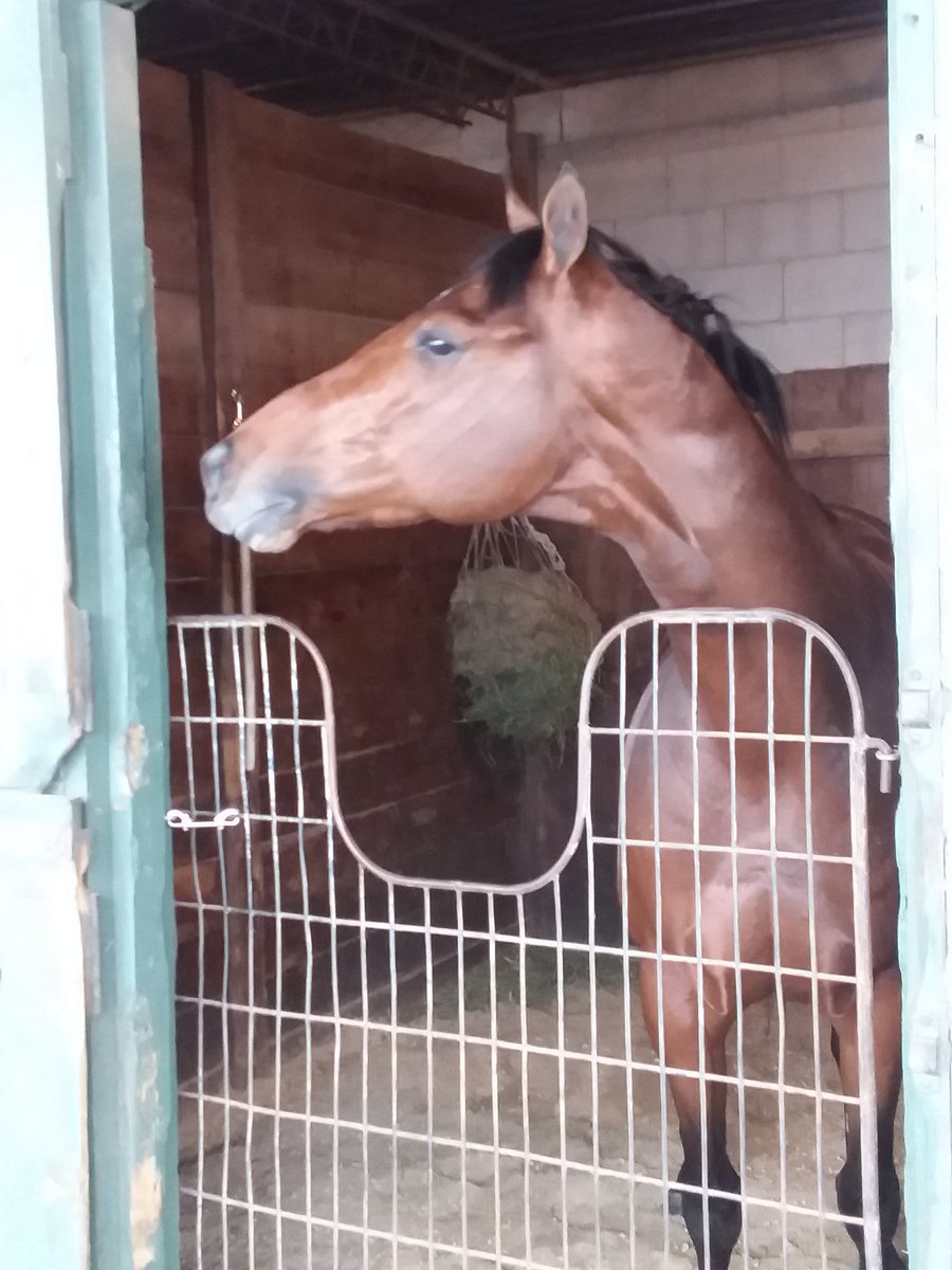 jone_loyd's tweet image. New friend, #GoodScout. #HorseRacing
