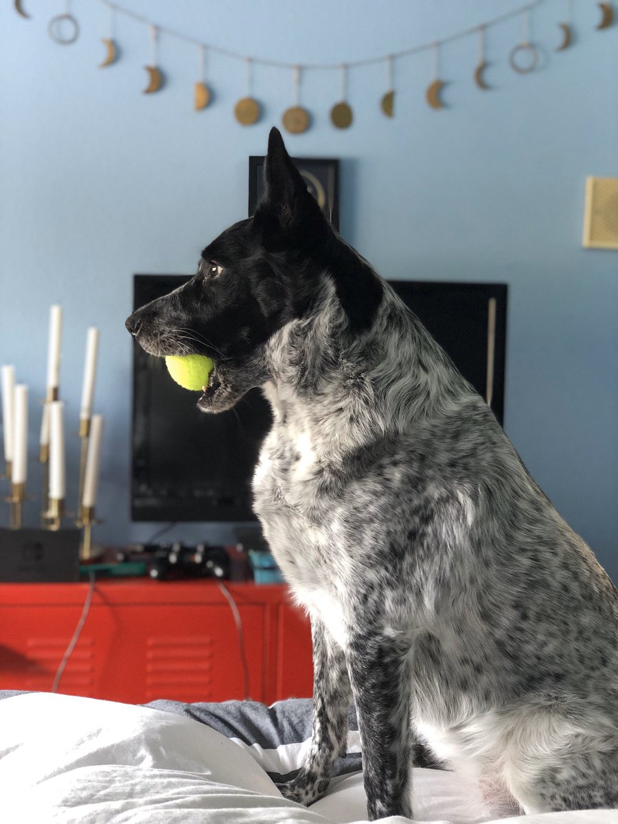 snicketdog's tweet photo. https://t.co/036p3l2WAs
