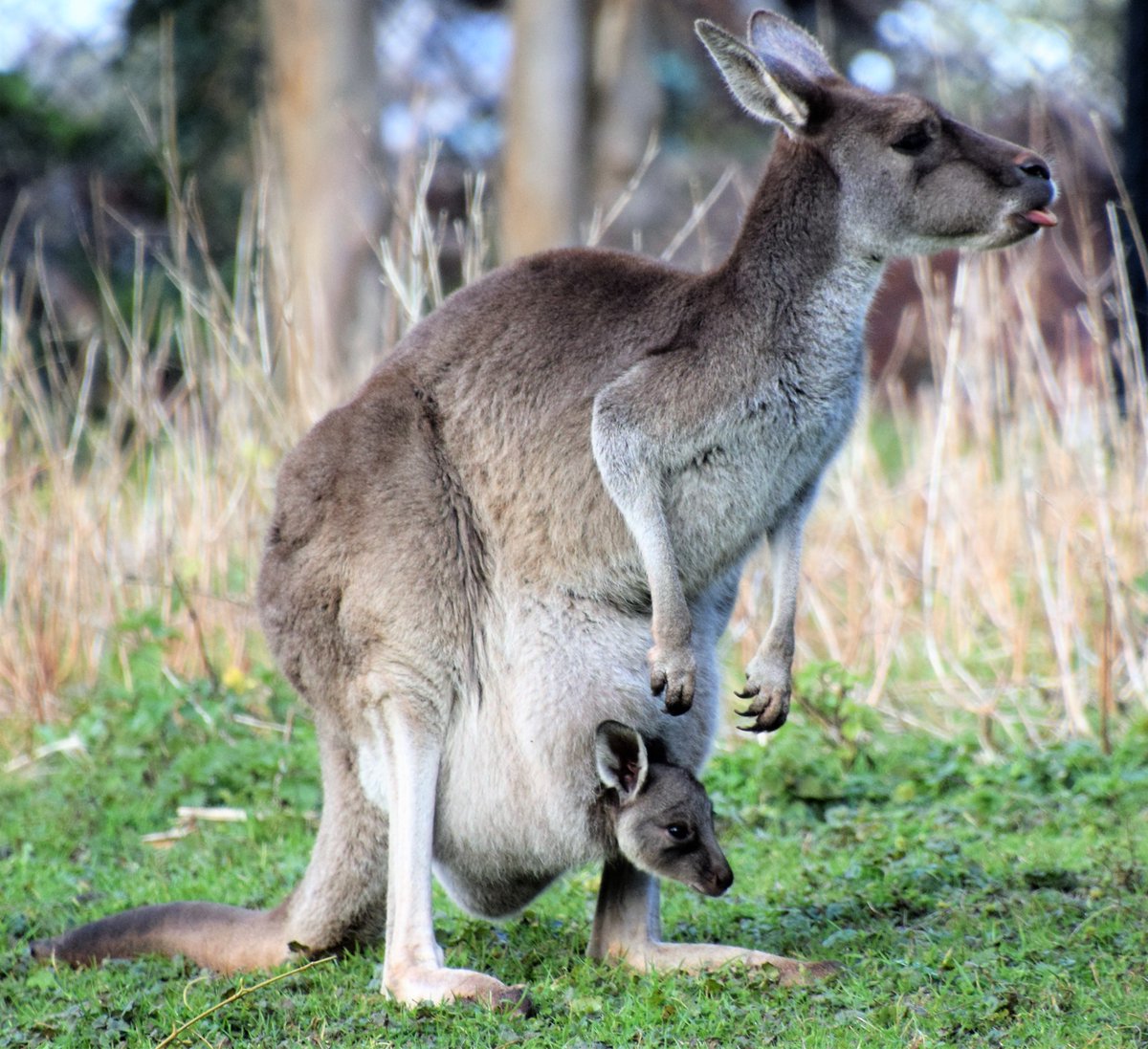 diamondaggers's tweet photo. Western grey kangaroo with joey @PaigntonZoo #kangaroo https://t.co/A3HnlQNtaF