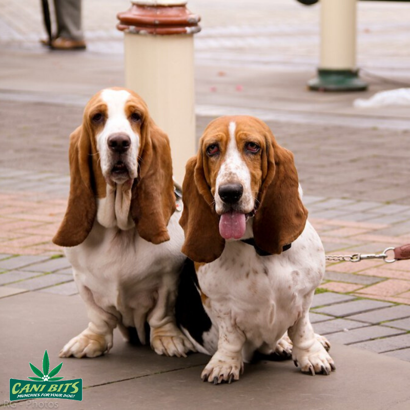 CaniBits's tweet photo. Did you know Basset Hound's floppy ears serve a purpose?

As a basset hound trots across the ground, its ears help bring smells directly to its face, while its dewlap (the loose skin underneath its chin) helps trap them. 

#bassethound #longears #canibits https://t.co/BSN70WcZkz