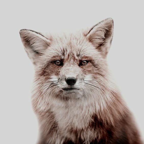 ㅤ    𝐒𝐄𝐀𝐌𝐔𝐒 🔥 𝐅𝐈𝐍𝐍𝐈𝐆𝐀𝐍
ㅤㅤ    ❪ s ᴇ ᴀ ᴍ ᴜ s c ᴀ ᴅ o ❫

⛆▌⤻𝗆𝖾𝗌𝗍𝗂𝗓𝗈.
⛆▌⤻𝗀𝗋𝗒𝖿𝖿𝗂𝗇𝖽𝗈𝗋.
⛆▌⤻𝗂𝗇𝖿𝗅𝖺𝗆𝖺𝖻𝗅𝖾.
ㅤ
           ❛ 𝗉𝖾𝗅𝗂𝗀𝗋𝗈, 𝗋𝗂𝖾𝗌𝗀𝗈 𝖽𝖾
             𝖾𝗑𝗉𝗅𝗈... ˗ˏˋ𝘽𝙊𝙊𝙈ˊˎ˗ ❜

𝙧𝙩 + 𝙢𝙜 ?
￣￣￣￣