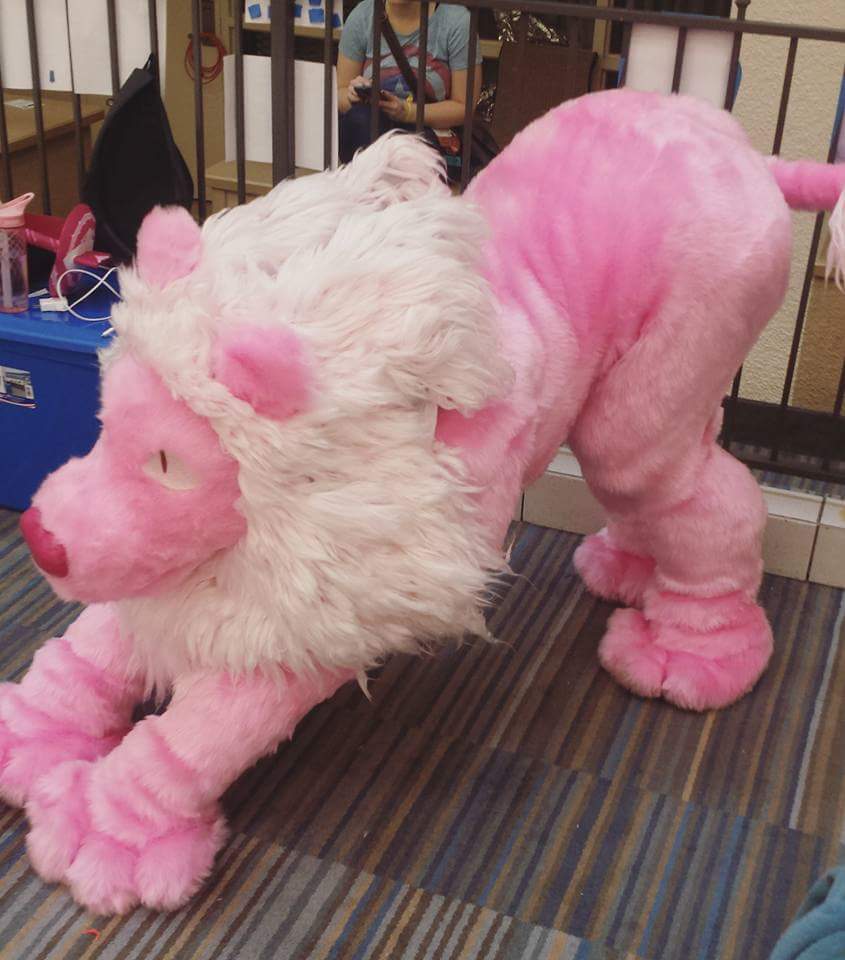 spookystitch's tweet photo. Lastly, I would love to rehome my Lion from Steven Universe quadsuit! He needs a lot of work to be wearable, and I'm happy to do that work (new pawpads, fresh undersuit for pads, etc.) for a good home. I'm asking $700 including upgrades, shipping not included, payment plans okay https://t.co/A6wo9qbEp9