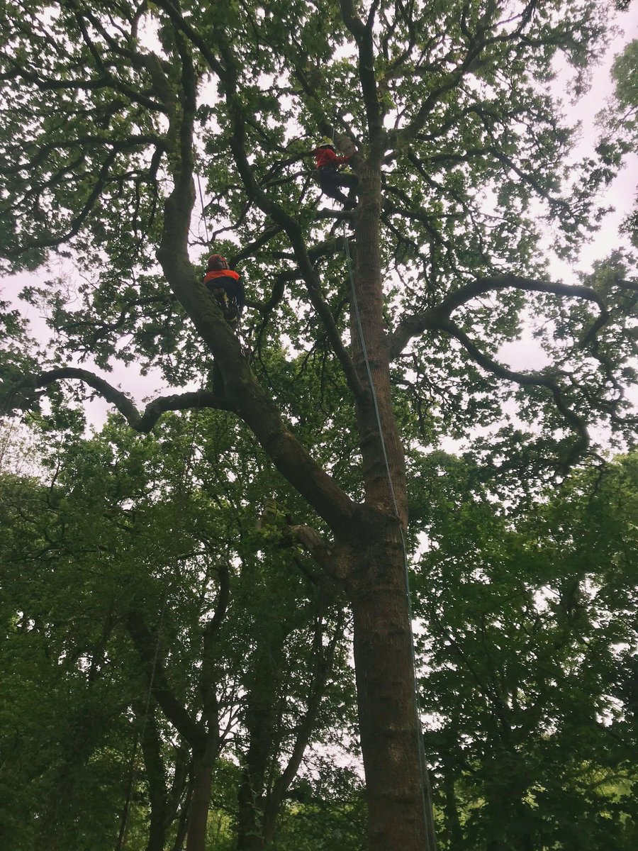 kateandtrees's tweet photo. Happy #IWD2020! I’m joining in with celebrating all the amazing #womeninarb and forestry today who are looking after our trees 🌳🌲 #ILookLikeAForester https://t.co/xfYN8Y7OJS