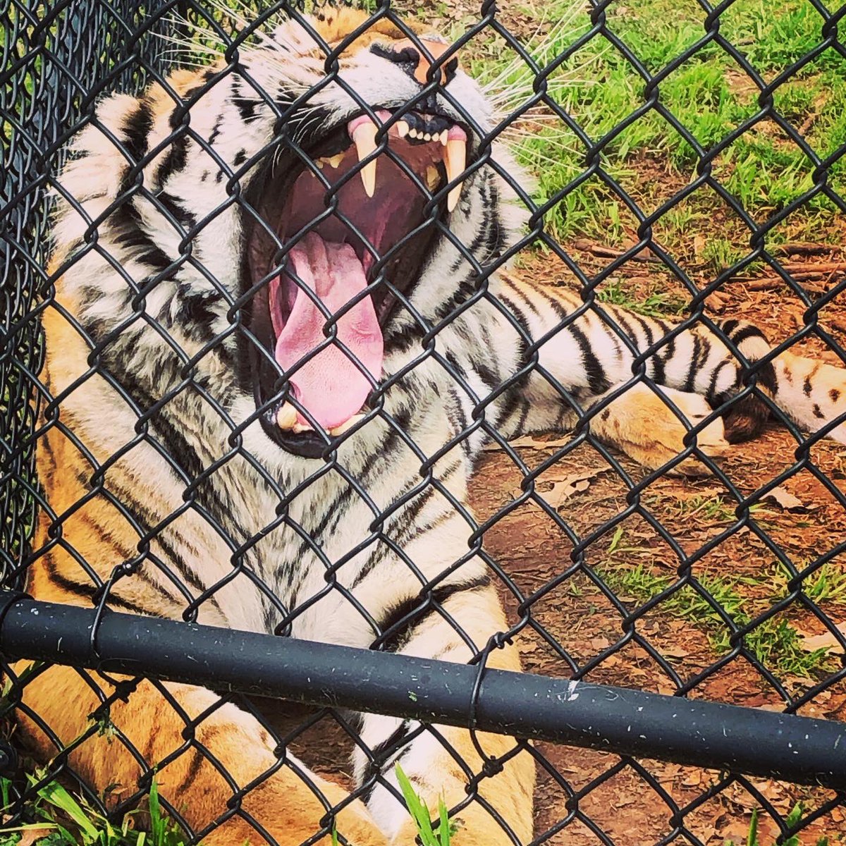 CoachButlerHBMS's tweet photo. This was quite a capture. We spent some extra time around him because he was the biggest tiger in the park. Think it’s safe to assume he has the biggest teeth too... #TigerCreekWildLifeRefuge #BegalTiger https://t.co/dAZ6qUNgUW