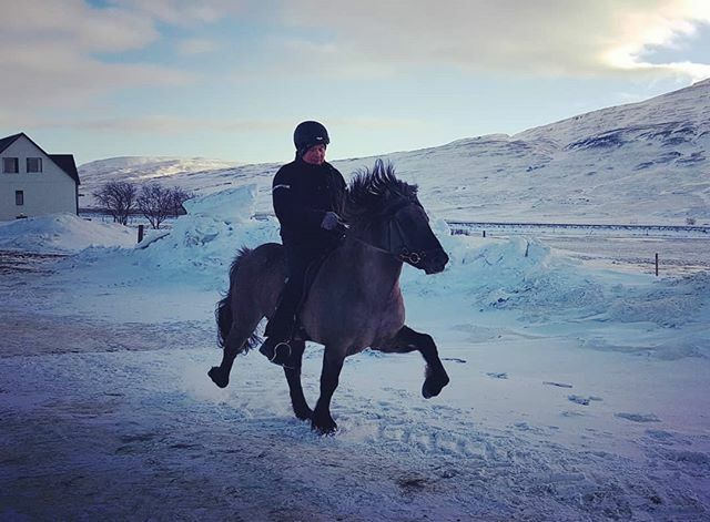 lythorse's tweet photo. Fun ride with our 1prize stallion Hákon frá Lýtingsstöðum 
#lythorse #hákonfrálýtingsstöðum #ridingiceland2020 #iceland #northiceland https://t.co/QoPlkDVNa6