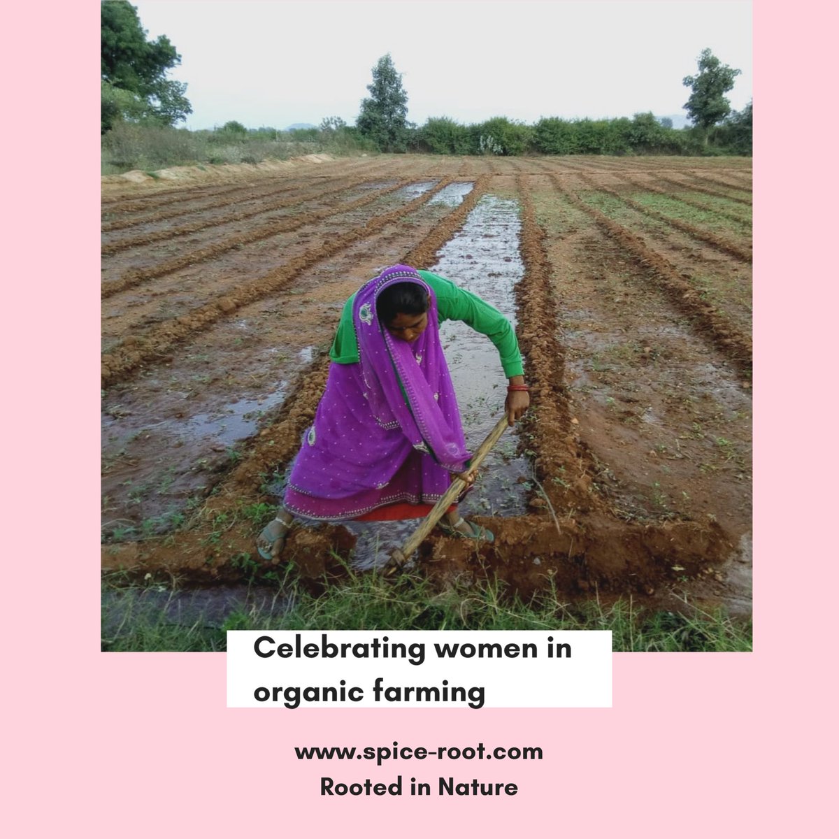 the_spice_root's tweet photo. This International Women’s Day, we’re celebrating some of our organic heroes!

Women have always been the backbone of a large majority of farming communities. It is time they get the recognition they deserve.#InternationalWomensDay #WomensDay #women https://t.co/TYJRsNroHi