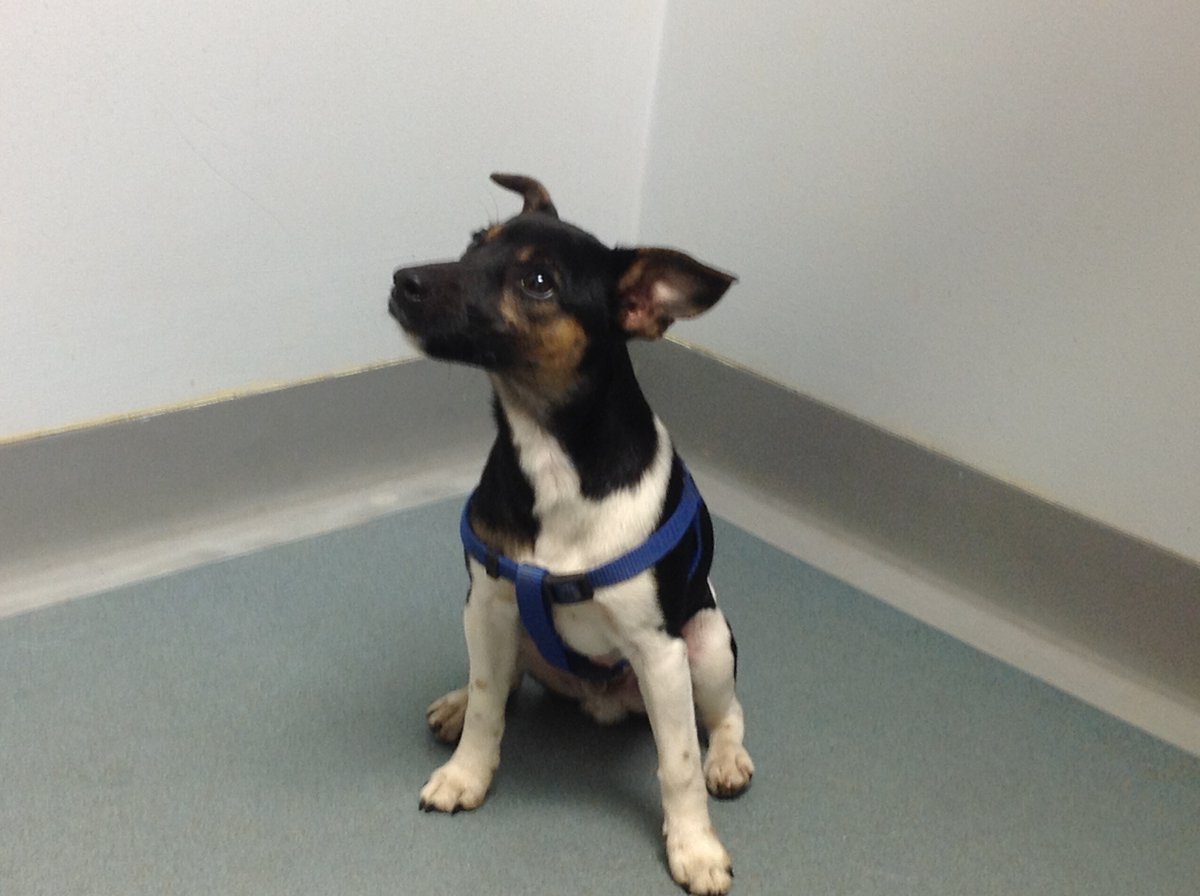 Gorgeous Storm comes to see the nurses regularly for flea and worming treatment! Here he is posing for a photo for nurse Debbie! 

🐶🐾

#barnsleyvets4pets #vets4pets