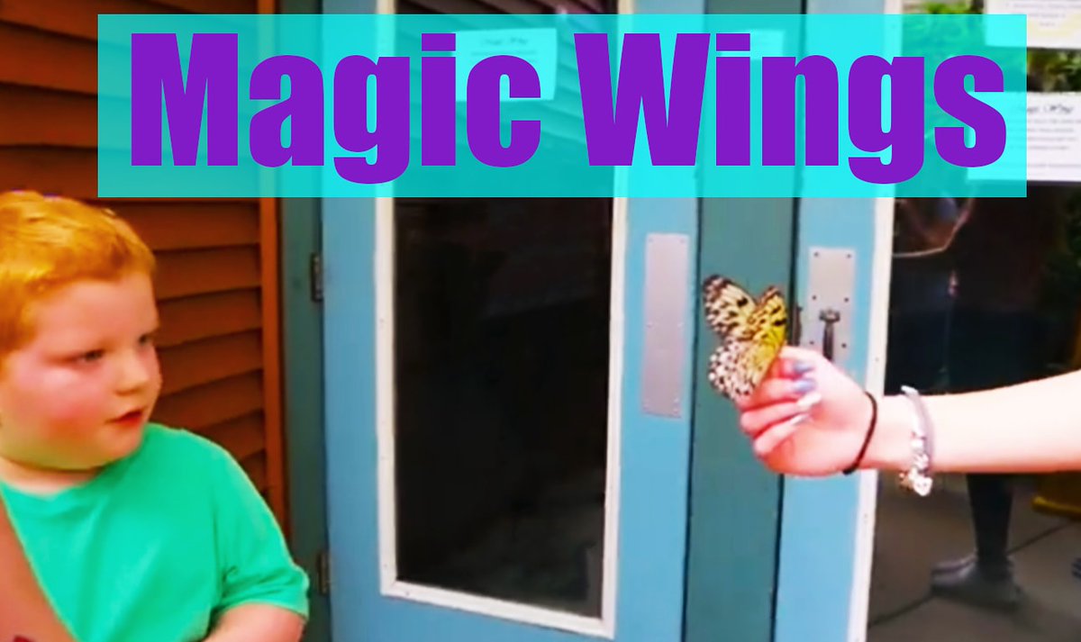 FamilyFunhouse's tweet photo. Come check out our new video as our 4 year old faces his fears of insects by visiting 4,000 butterflies!
#familyvlogger #YouTube #YouTubeGiveUsOurViews #YouTuber #family #Butterflies #magicwings #facingfears #smallyoutuber #smallyoutubercommunity #smallyoutubers https://t.co/m5FRZszKky