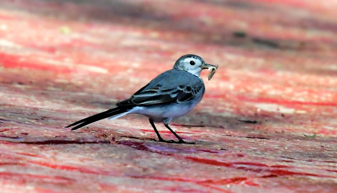 PeterMClayton's tweet photo. Pied Wagtail (possibly an African Pied Wagtail) #birdsofegypt https://t.co/QYFwoyKJl1