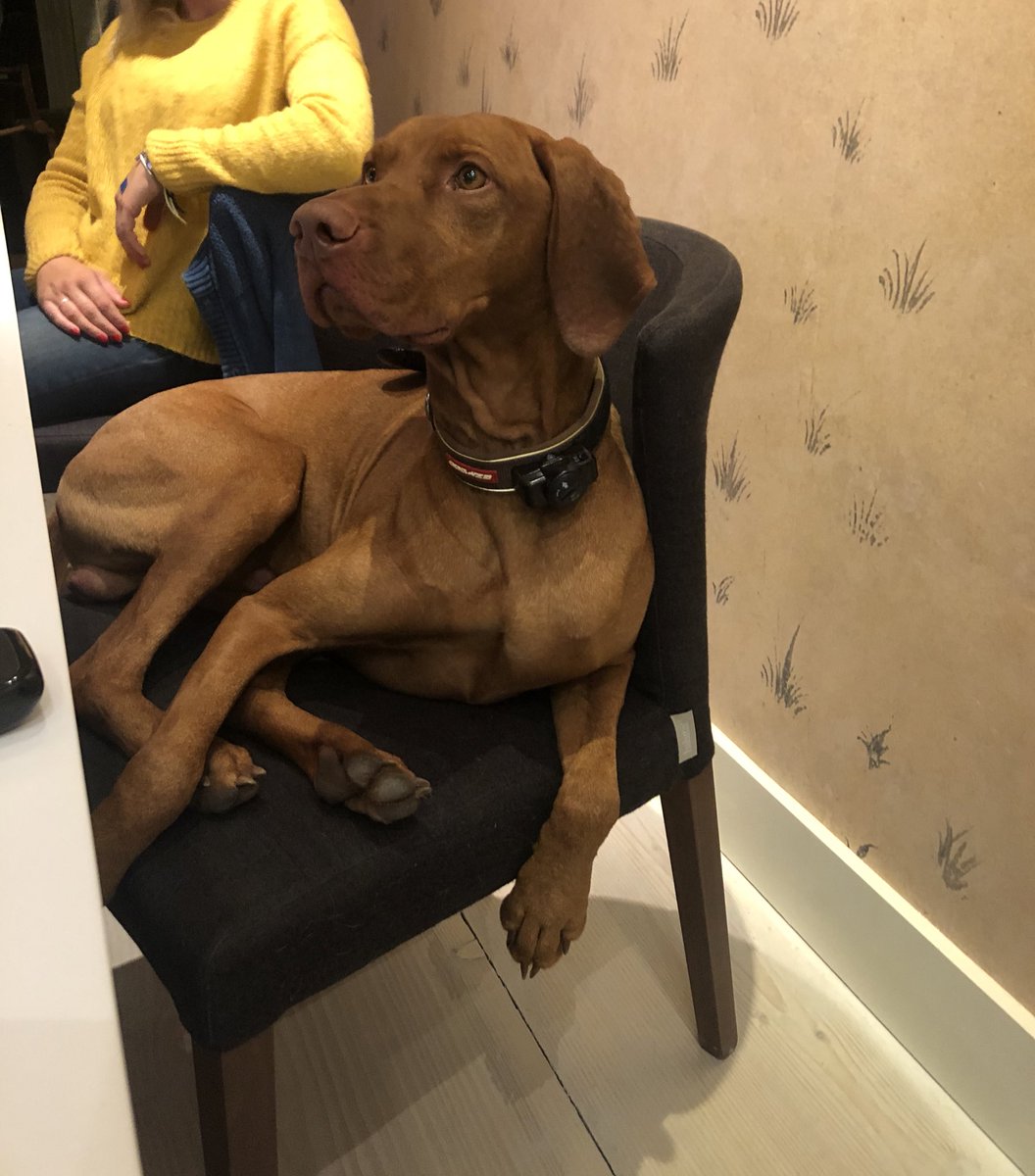 My vizsla loves sitting at the table and watching #crufts2020