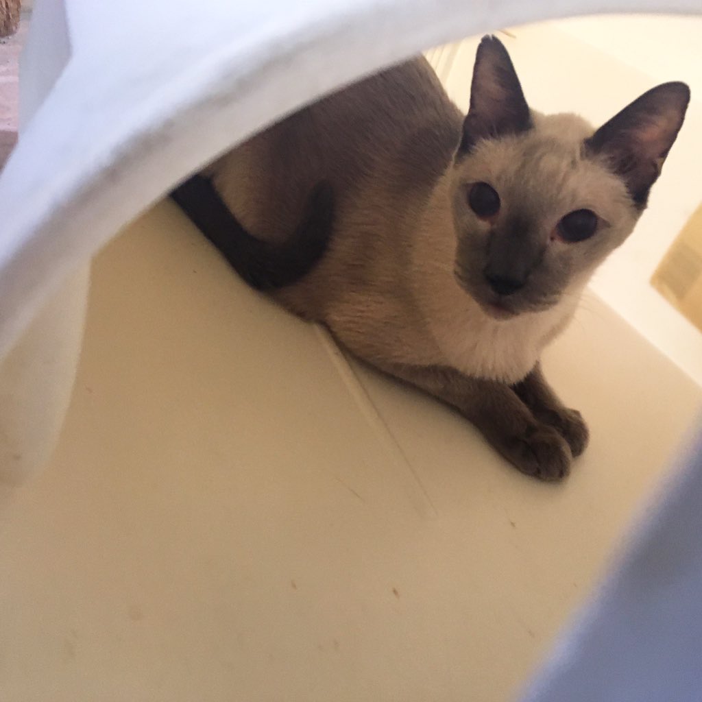 julia_goodwin4's tweet photo. My cat seems to think heβs trash. Isnβt Simba cute?
#SimbaSunday
#Trashcat https://t.co/LcjRIBkj31