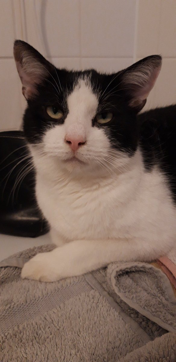 Landinzicht_'s tweet photo. Vandaag mocht ik 'm weer even knuffelen, lieve Max 😻

#MaxSpam https://t.co/6DyaLR5DzM