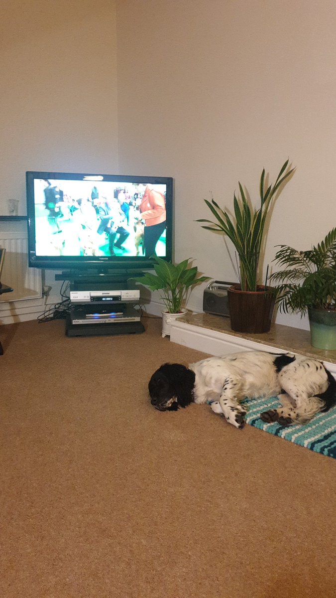 nat_the_mat's tweet photo. Stanley the sprocker snoozing through #crufts2020  he might miss best of show! #crufts https://t.co/p5VbOTEXIc
