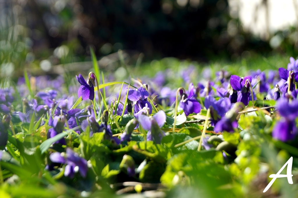 Heute schien etwas die Sonne. Daher gibt es Bilder von unserem "Hausgarten" im März. Was blüht und wächst bei euch schon so? ackerzeit.wordpress.com/2020/03/08/uns…