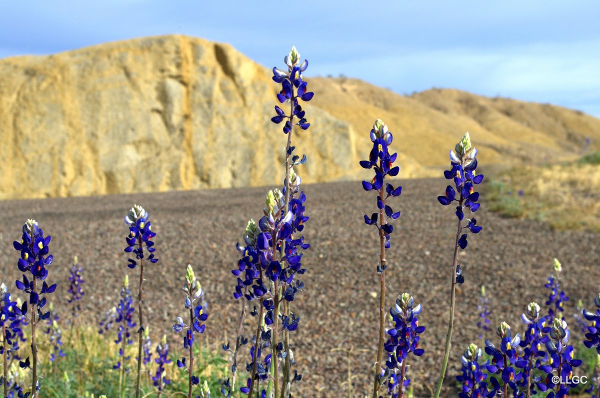 LLGypsyChild's tweet photo. Lupinus Havardii ~ Big Bend Bluebonnets ~ they were almost 3ft tall.
#wildflowerphotos #wildflowerphotographer #wildflowerphotography #wildflowerblooms #Nomadicstory #gypsyvlogger #bluebonnets #bluebonnetphotographer #TexasPhotographer #BigBendOfTexas #StudyButte #Spring2020 https://t.co/RehQTmP6Zf