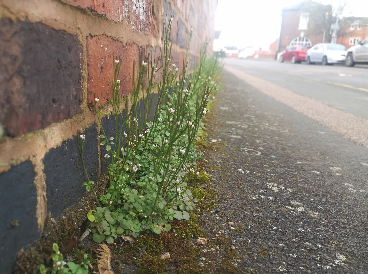 Lucy_Lapwing's tweet photo. Sole offering for this week's #wildflowerhour is this lovely chunk of what I think is hairy bittercress?

I'm a big believer in a #naturecommute - challenging youself to spy nature on the walk to work each morning 🌿🔎👀 #pavementplants is a great way to stop &amp; take notice! 😍👏 https://t.co/qEx9CgjFfP