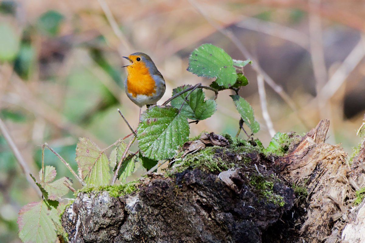 lou_bitch's tweet photo. Robin singing its tiny little heart out in Sherwood forest #countryfile #NaturePhotography #WildlifeConservation #birdwatching https://t.co/U4A9RKgoa4