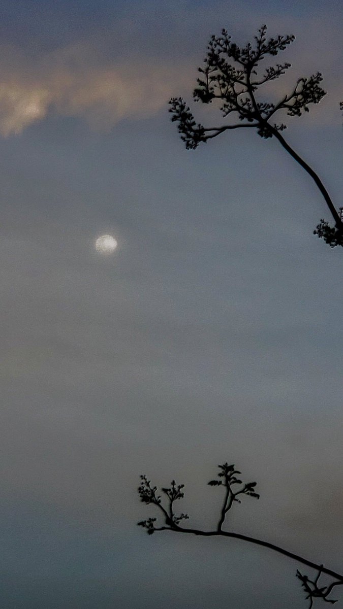 Super Full Moon in Virgo! 🌕
March 09th.

Find healing  &amp; include daily actions to feel better (Ex. 🚵‍♀️🏋️‍♂️, drink ➕💦)

Accept your current life state &amp; from this standpoint define next steps &amp; find new solutions

Smile! 😁

#SuperSoulSunday #meditation
#ThinkBIGSundayWithMarsha