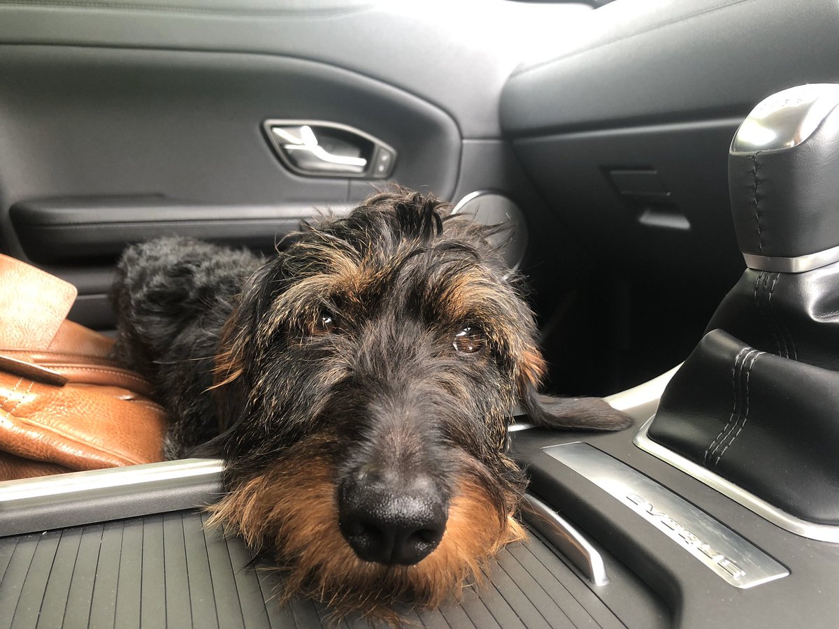 #crufts #crufts2020 #maisie 
Otto is rooting for the wire haired dachshund to win 🐾