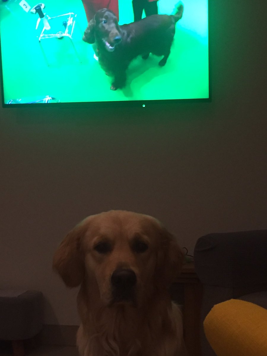 lisasummerfiel3's tweet photo. #crufts #Elsie buddy want Elsie to win 👍🏻❤️🐶 https://t.co/iM2O7bKiJA