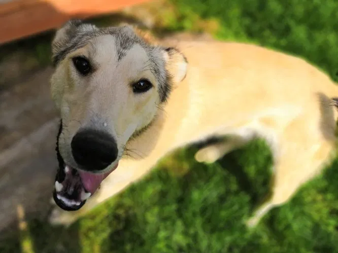 SledDogADay's tweet photo. Poutine from @dekesdogs Nautique Sky Kennel is the Sled Dog of the Day! Deke Naaktgeboren (number 14!) is about to run his very first Iditarod and we can't wait to cheer him (and his team!) down the trail later today! Photo from Deke's website https://t.co/lu1qsr3PS9 https://t.co/zHHFLWZb65