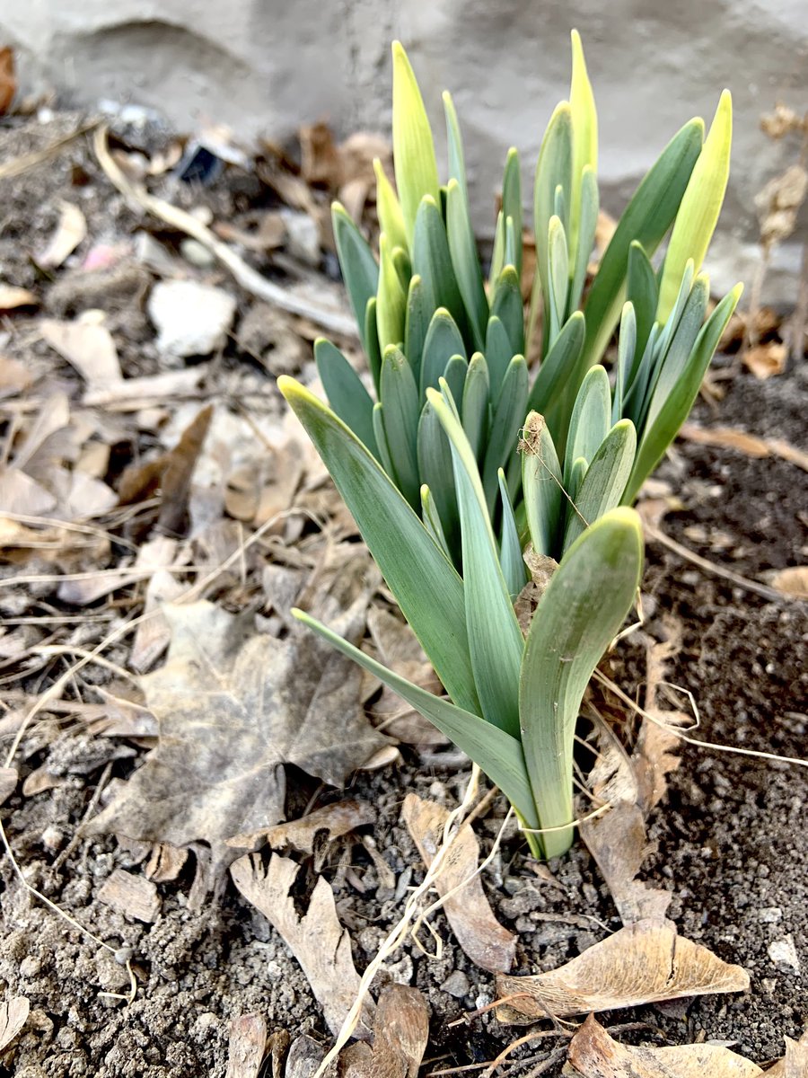 kats_clicks's tweet image. Anyone else have an extra bounce in their step today? Sunshine, temps on the + side &amp;amp; spring daffodils already poking through. #myfavouritetimeofyear #ldnont #sundayvibes