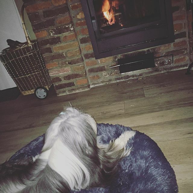 Dreamdog tweet media