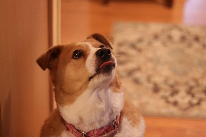 4 pic. It’s Clixie Awareness Day! Are you aware of Clixie? (the dog) https://t.co/Z3bzkhOgup