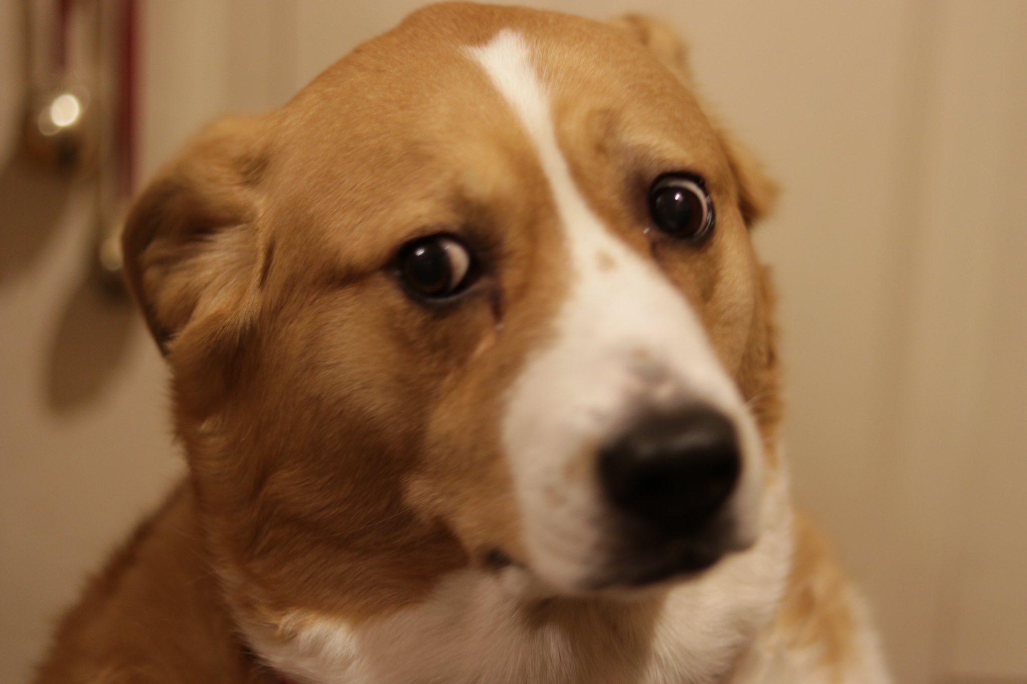 1 pic. It’s Clixie Awareness Day! Are you aware of Clixie? (the dog) https://t.co/Z3bzkhOgup