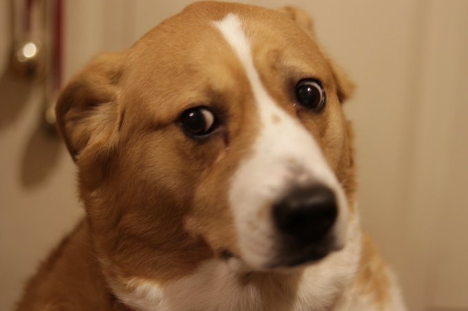 1 pic. It’s Clixie Awareness Day! Are you aware of Clixie? (the dog) https://t.co/Z3bzkhOgup